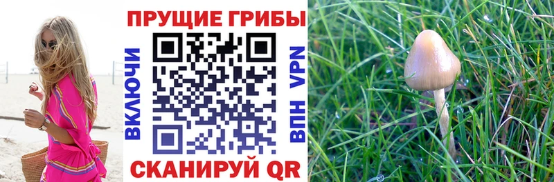 KRAKEN ССЫЛКА  Гвардейск  Псилоцибиновые грибы ЛСД 